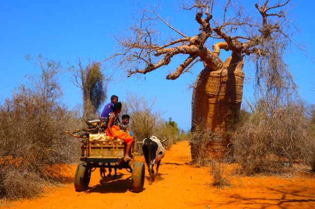 Affenbrotbaum Baobab Baum von Madagaskar