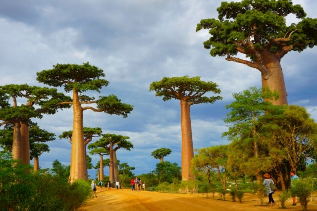 Affenbrotbaum Baobab Baum von Madagaskar