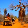 Affenbrotbaum Baobab Baum von Madagaskar
