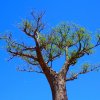 Affenbrotbaum Baobab Baum von Madagaskar