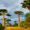 Affenbrotbaum Baobab Baum von Madagaskar