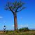 Affenbrotbaum Baobab Baum von Madagaskar