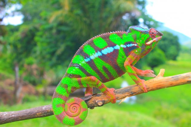 Pantherchamäleon