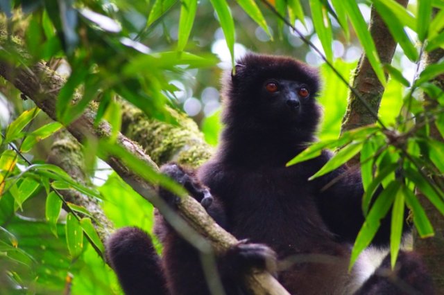 Lemuren Madagaskar