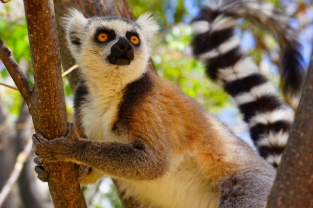 Lemuren Madagaskar