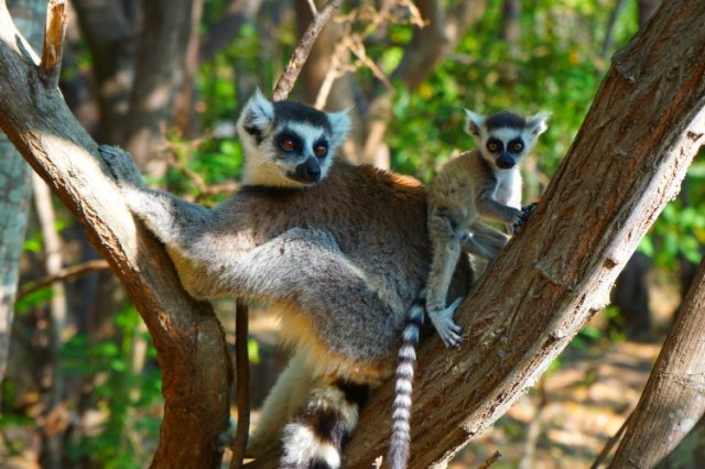 Lemuren Madagaskar