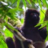 Lemuren Madagaskar