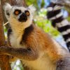 Lemuren Madagaskar