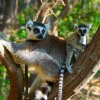 Lemuren Madagaskar