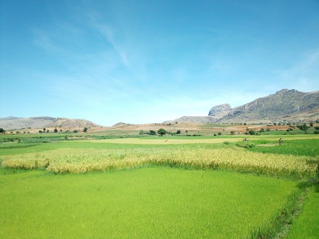 Reisfelder und Gebirge im Hochland Madagaskar 