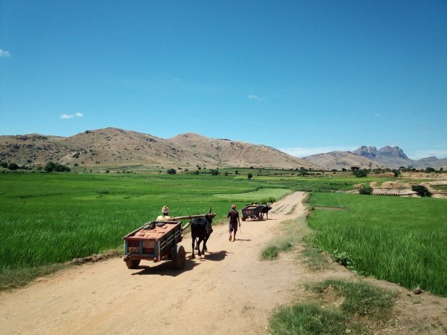 Reisfelder und Gebirge im Hochland Madagaskar 